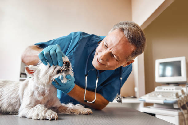 Best Cosmetic Emergency Dentistry in Matthews, NC